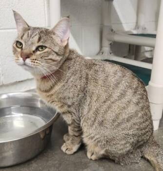Rescue Domestic Short Hair Cats for Adoption in Butte, Montana - Havana | PetCurious