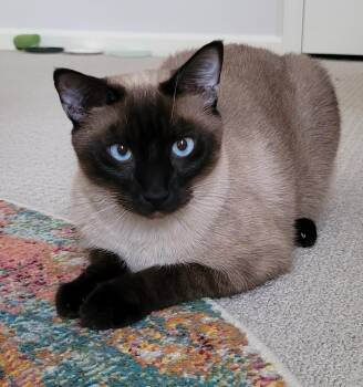 Domestic Short Hair and Siamese Cats Available for Adoption in Murfreesboro, Tennessee - Flame | PetCurious