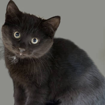 Rescue Domestic Short Hair Cats for Adoption in Voorhees Township, New Jersey - Rosalie | PetCurious