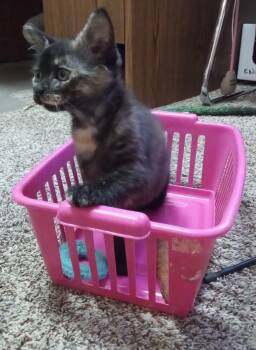 Eclair -  Domestic Short Hair Cat Available for Adoption in Lemoyne, Pennsylvania - Eclair | PetCurious
