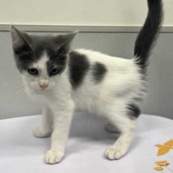 Lyra -  Domestic Short Hair Cat for Adoption in Tampa, Florida - Lyra | PetCurious