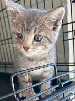 Rescue Domestic Short Hair Cats for Adoption in West Memphis, Arkansas - LaQuinta | PetCurious