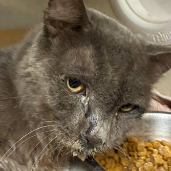 Tostada -  Domestic Medium Hair Cat for Adoption in Yuma, Arizona - Tostada | PetCurious