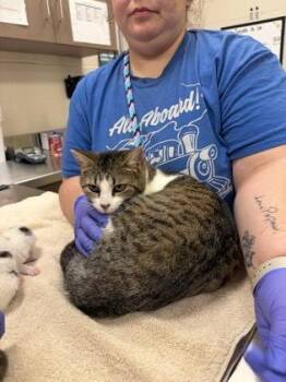Romy -  Domestic Short Hair Cat for Adoption in Fishers, Indiana - Romy | PetCurious