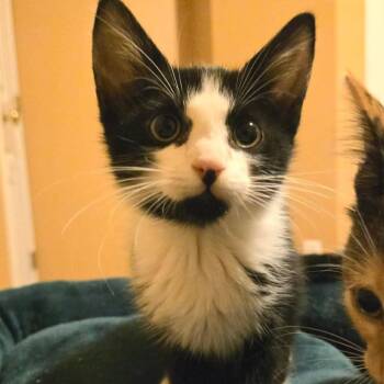 Unser -  Domestic Short Hair Cat for Adoption in Saint Charles, Missouri - Unser | PetCurious