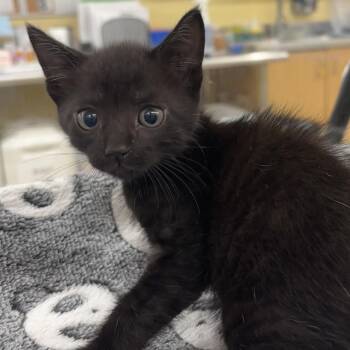 Giraffe -  Domestic Short Hair Cat for Adoption in West Palm Beach, Florida - Giraffe | PetCurious