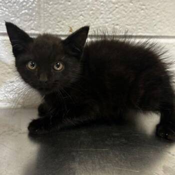 Treehugger -  Domestic Short Hair and Mixed Breed Cat for Adoption in Spruce Pine, North Carolina - Treehugger | PetCurious