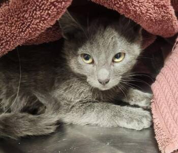 Tire Iron - Barn Cat -  Domestic Short Hair Cat for Adoption in Vancouver, Washington - Tire Iron - Barn Cat | PetCurious