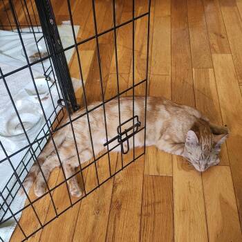 Domestic Short Hair Cats Available for Adoption in Abbotsford, British Columbia - Teeny | PetCurious