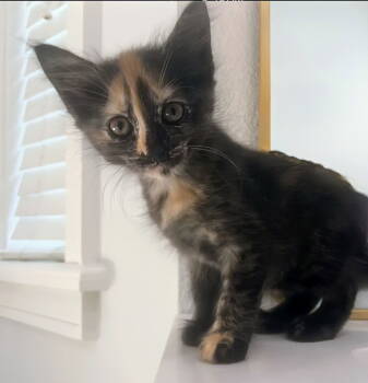 Rescue Domestic Short Hair Cats for Adoption in Apopka, Florida - Lacey 6.15.25 | PetCurious