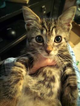 Rescue Tabby Cats for Adoption in Baltimore, Maryland - Rhea | PetCurious