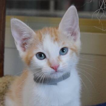 Marcie -  Domestic Short Hair Cat for Adoption in Bulverde, Texas - Marcie | PetCurious