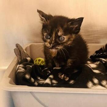 Marci -  Domestic Short Hair and Mixed Breed Cat for Adoption in Waynesville, North Carolina - Marci | PetCurious