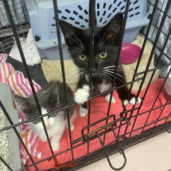 Rescue American Shorthair Cats for Adoption in Greensboro, North Carolina - Little Ones | PetCurious