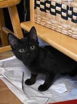 Domestic Short Hair Cats Available for Adoption in Seattle, Washington - Jazz (and Jody) | PetCurious