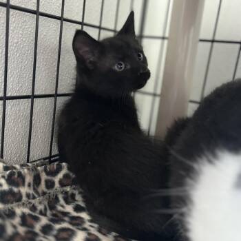 Duncan -  Domestic Short Hair Cat for Adoption in Canton, Illinois - Duncan | PetCurious