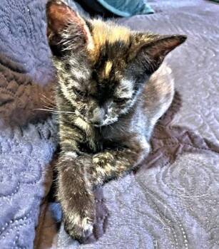 Jewel -  Calico Cat for Adoption in Rutherfordton, North Carolina - Jewel | PetCurious