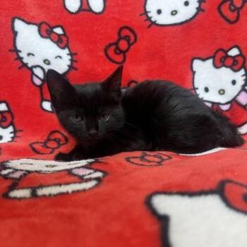 Soot -  Domestic Short Hair Cat for Adoption in Janesville, Wisconsin - Soot | PetCurious