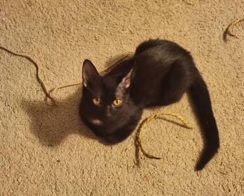 Rescue Domestic Short Hair Cats for Adoption in Camden, South Carolina - Cache (Available For Pre-adoption) | PetCurious