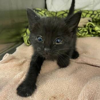 Hex -  Domestic Short Hair Cat for Adoption in Oakland, California - Hex | PetCurious