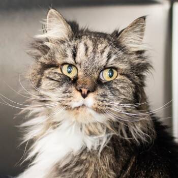 Pyrate -  Domestic Long Hair Cat for Adoption in Middletown, Rhode Island - Pyrate | PetCurious
