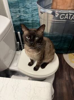 Rescue Siamese Cats for Adoption in New Braunfels, Texas - Gravy | PetCurious