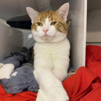 Domestic Short Hair Cats Available for Adoption - Gillis | PetCurious