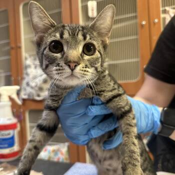 Kit -  Domestic Short Hair Cat for Adoption in Murray, Utah - Kit | PetCurious