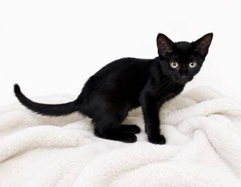 Sirloin -  Domestic Short Hair Cat for Adoption in Fort Lupton, Colorado - Sirloin | PetCurious