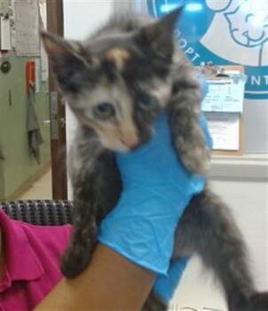 A478962 -  Domestic Short Hair Cat for Adoption in Oklahoma City, Oklahoma - A478962 | PetCurious
