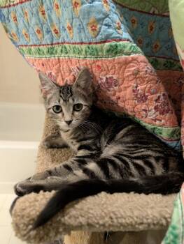 Sosha -  Domestic Short Hair Cat for Adoption in Cincinnati, Ohio - Sosha | PetCurious