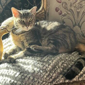 Domestic Short Hair Cats Available for Adoption - Maple | PetCurious