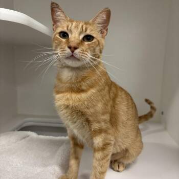 Kickstand -  Domestic Short Hair Cat for Adoption in Phoenix, Arizona - Kickstand | PetCurious