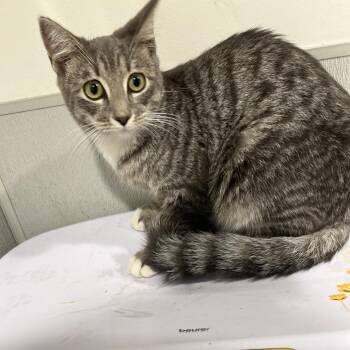 Abigail -  Domestic Short Hair Cat for Adoption in Tampa, Florida - Abigail | PetCurious