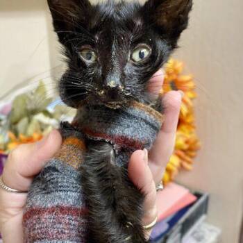 Bones -  American Shorthair Cat for Adoption in Glendale, Arizona - Bones | PetCurious