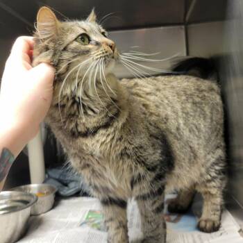 Domestic Long Hair Cats Available for Adoption - Abby | PetCurious