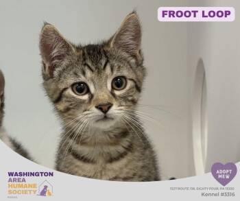 Froot loop -  Domestic Short Hair Cat for Adoption in Eighty Four, Pennsylvania - Froot Loop | PetCurious