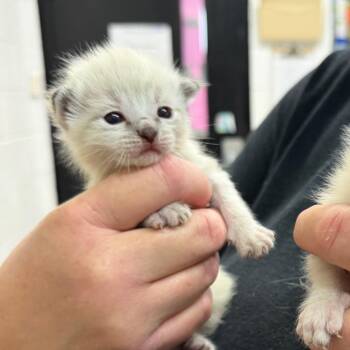 Domestic Short Hair Cats Available for Adoption in Ardmore, Oklahoma - Carolina | PetCurious