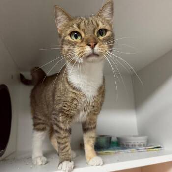 Butternut Squash -  Domestic Short Hair Cat for Adoption in Waynesville, North Carolina - Butternut Squash | PetCurious