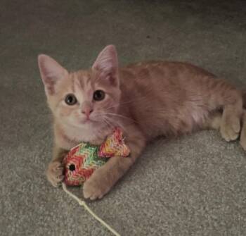 Miss Peanut -  Domestic Short Hair Cat Available for Adoption in Taycheedah, Wisconsin - Miss Peanut | PetCurious
