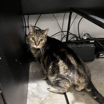 Domestic Short Hair Cats Available for Adoption in Tampa, Florida - Daniel | PetCurious