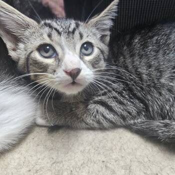 Rescue Domestic Short Hair Cats for Adoption in Wahiawa, Hawaii - Alakazam | PetCurious