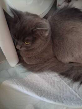 Covergirl -  Domestic Short Hair Cat for Adoption in Cincinnati, Ohio - Covergirl | PetCurious