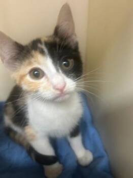 Medra Pendragon -  Domestic Short Hair Cat for Adoption in Cincinnati, Ohio - Medra Pendragon | PetCurious