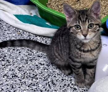 Pete -  Domestic Short Hair Cat for Adoption in Allegan, Michigan - Pete | PetCurious