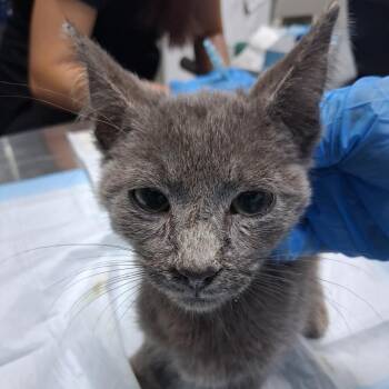 Tuco -  Domestic Short Hair Cat for Adoption in Summerville, South Carolina - Tuco | PetCurious