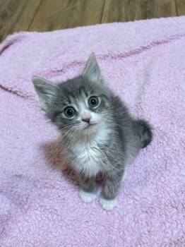 Odd Ball -  American Shorthair Cat for Adoption in Big Rapids, Michigan - Odd Ball | PetCurious