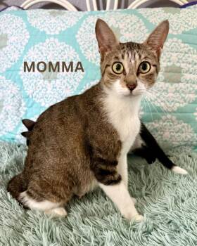MOMMA -  Domestic Short Hair Cat for Adoption in Largo, Florida - MOMMA | PetCurious