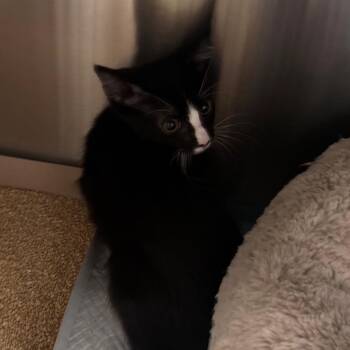 Oreo -  Domestic Short Hair Cat for Adoption in Clearwater, Florida - Oreo | PetCurious