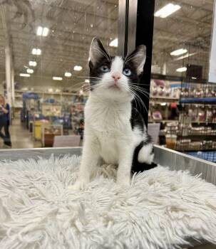 Rescue Siamese Cats for Adoption in Tustin, California - Onyx Sky ~ Ojos Azule | PetCurious